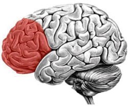 Cortex préfrontal